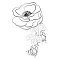 Summer garden blooming flowers monochrome illustration, sketch, hand drawn Royalty Free Stock Photo