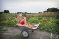 In summer, in the garden, a boy in a wheelbarrow carries a potat Royalty Free Stock Photo