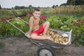 In summer, in the garden, a boy in a wheelbarrow carries a potat Royalty Free Stock Photo