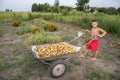 In summer, in the garden, a boy in a wheelbarrow carries a potat Royalty Free Stock Photo