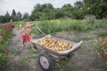 In summer, in the garden, a boy in a wheelbarrow carries a potat Royalty Free Stock Photo