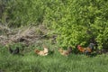 Summer in the garden with chicken rooster walking in the grass.