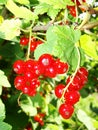 Summer in the garden. clusters, brushes of ripe red currant berries on the branches of a shrub surrounded by fragrant green leaves Royalty Free Stock Photo