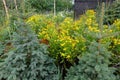 Summer garden with different types of herbs and fir trees