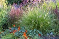 Summer Garden Filled with Ornamental Grasses and Colorful Flowers Royalty Free Stock Photo