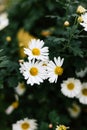 Summer garden flovers Daisy bush in outdoor flowerbed. Matricaria chamomilla With white petals, yellow inflorescence and green Royalty Free Stock Photo
