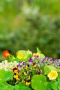 Summer garden flower colorful violet