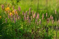 Blooming knotweed ophiuchus.