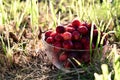 in summer garden, among grass on the ground, there is glass vase with ripe, juicy cherry. Delicious and healthy food. Royalty Free Stock Photo