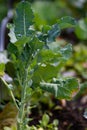 Summer garden: growing vegetables, green brocolli sprout and leaves on a sunny summer day