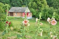 Summer garden hollyhock Alcea flowers in countryside