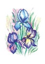 Summer garden iris flowers, watercolor illustration