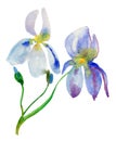 Summer garden iris flowers, watercolor painting. Royalty Free Stock Photo