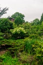 Summer garden with lots of green lush plants and flowers. Royalty Free Stock Photo