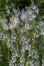 Summer in garden with flowers