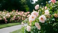 Summer garden park background with pink pale roses bush, bokeh Royalty Free Stock Photo