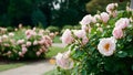 Summer garden park background with pink pale roses bush, bokeh Royalty Free Stock Photo