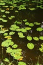 Summer garden pond with leaves of water lily plants, reflection of surrounding trees visible on water surface.