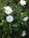 Beautiful white roses