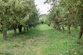 Summer garden with rows of apple trees. Green trees and Beautiful meadow in park. Beautiful Countryside spring landscape. Harvest Royalty Free Stock Photo