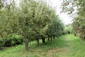 Summer garden with rows of apple trees. Green trees and Beautiful meadow in park. Beautiful Countryside spring landscape. Harvest Royalty Free Stock Photo