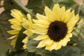 Flower head of the compact calypso sunflower Royalty Free Stock Photo
