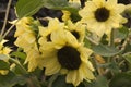 Flower heads of the compact calypso sunflower Royalty Free Stock Photo