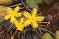 Wavy marshwort flower in garden pond Royalty Free Stock Photo