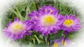 Summer. Garden. Three purple flowers with bright yellow middles. Royalty Free Stock Photo