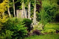 summer garden view with conifers, perennial and birch trees