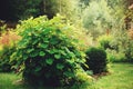Summer garden view in june with hydrangea Annabelle