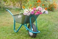 Summer garden with wheelbarrow, flowers and grass