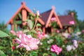 Summer garden and wooden house Royalty Free Stock Photo