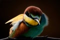 Merops apiaster