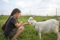 In the summer, a girl feeds a goat in the field