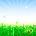 Summer glade on grass meadow under bright sun Royalty Free Stock Photo