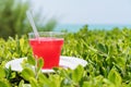 Summer, a glass of fresh juice, with ice, from red tropical fruits on the beach, on green grass, against the sea. Royalty Free Stock Photo