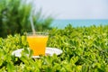 Summer, a glass of fresh juice from yellow tropical fruits on the beach, on green grass, against the background of the sea. Royalty Free Stock Photo