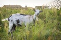 In summer, a goat grazes on the field in the village Royalty Free Stock Photo