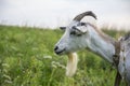 In summer, a goat grazes on the field in the village Royalty Free Stock Photo