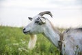 In summer, a goat grazes on the field in the village Royalty Free Stock Photo