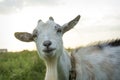 In summer, a goat grazes on the field in the village Royalty Free Stock Photo