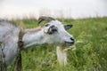 In summer, a goat grazes on the field in the village Royalty Free Stock Photo