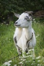 In summer, a goat grazes on the field in the village Royalty Free Stock Photo