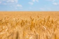 Summer golden wheat field under a cloudy sky Royalty Free Stock Photo