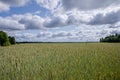 A summer grain field under cloudy skies