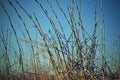 Summer grass on a background of the blue sky