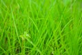 Fresh bright green grass on the lawn Royalty Free Stock Photo