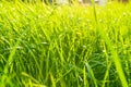 Summer grass background - closeup of fresh bright green grass on the lawn lit by shining sunbeams. Grass landscape, lowest point Royalty Free Stock Photo