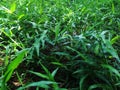 Summer grass background - closeup of fresh bright green grass Royalty Free Stock Photo